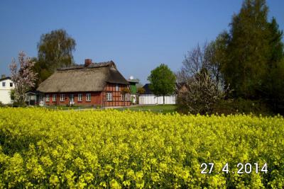 Dollrottfeld im Sommer